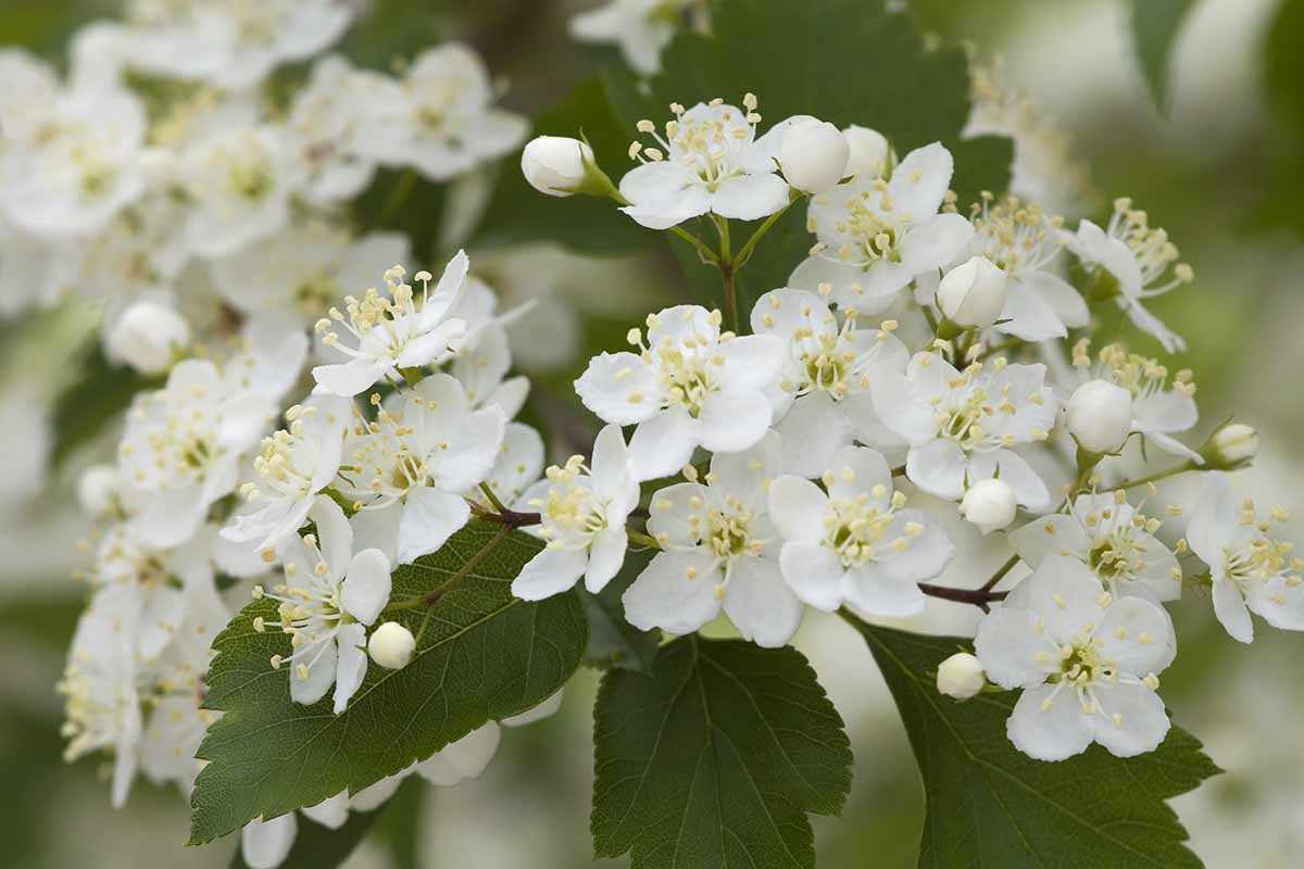 A close up horizontal image of hawthorn (Crataegus) flowers pictured on a soft focus background.