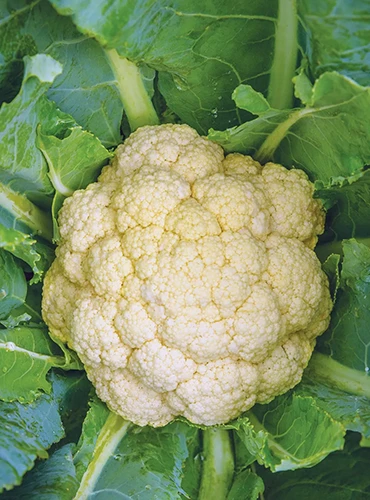 A close up of a single 'White Corona' cauliflower head growing in the garden.