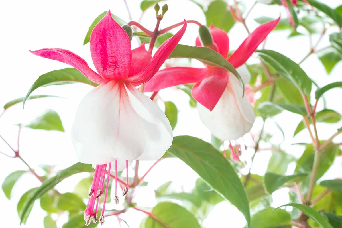 A close up horizontal image of pink and white fuchsia flowers growing in the garden pictured on a bright white garden.