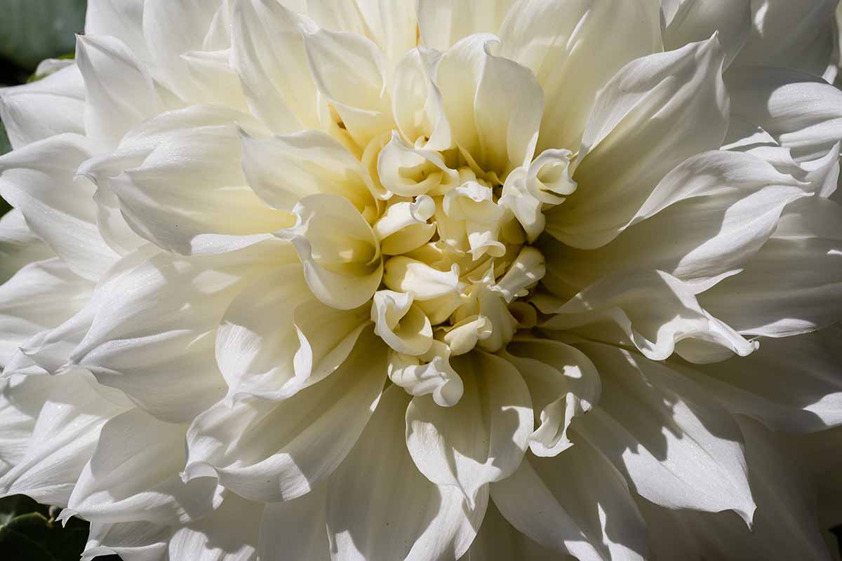 A close up horizontal image of a white dinnerplate dahlia growing in the garden.