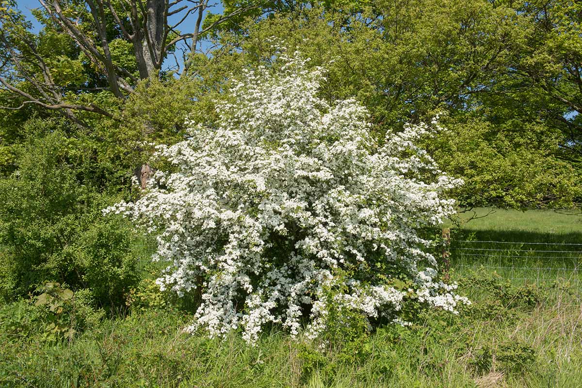 A horizontal image of a hawthorn growing in the garden pictured in bright sunshine.