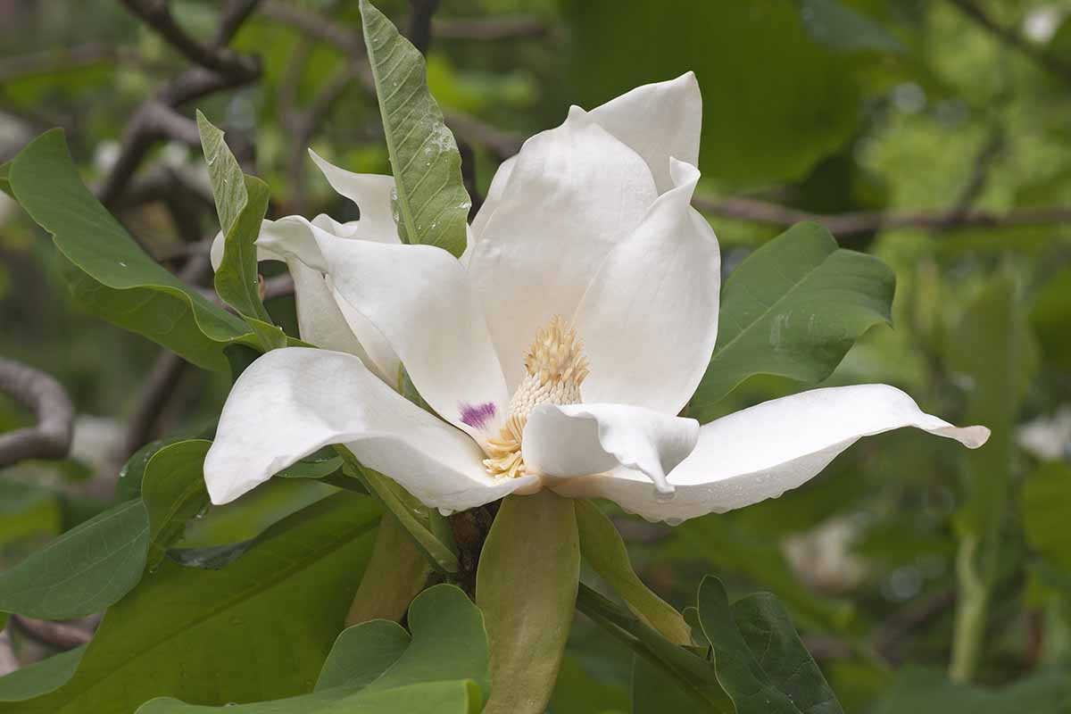 A close up of a single white magnolia flower growing in the garden with foliage in soft focus in the background.