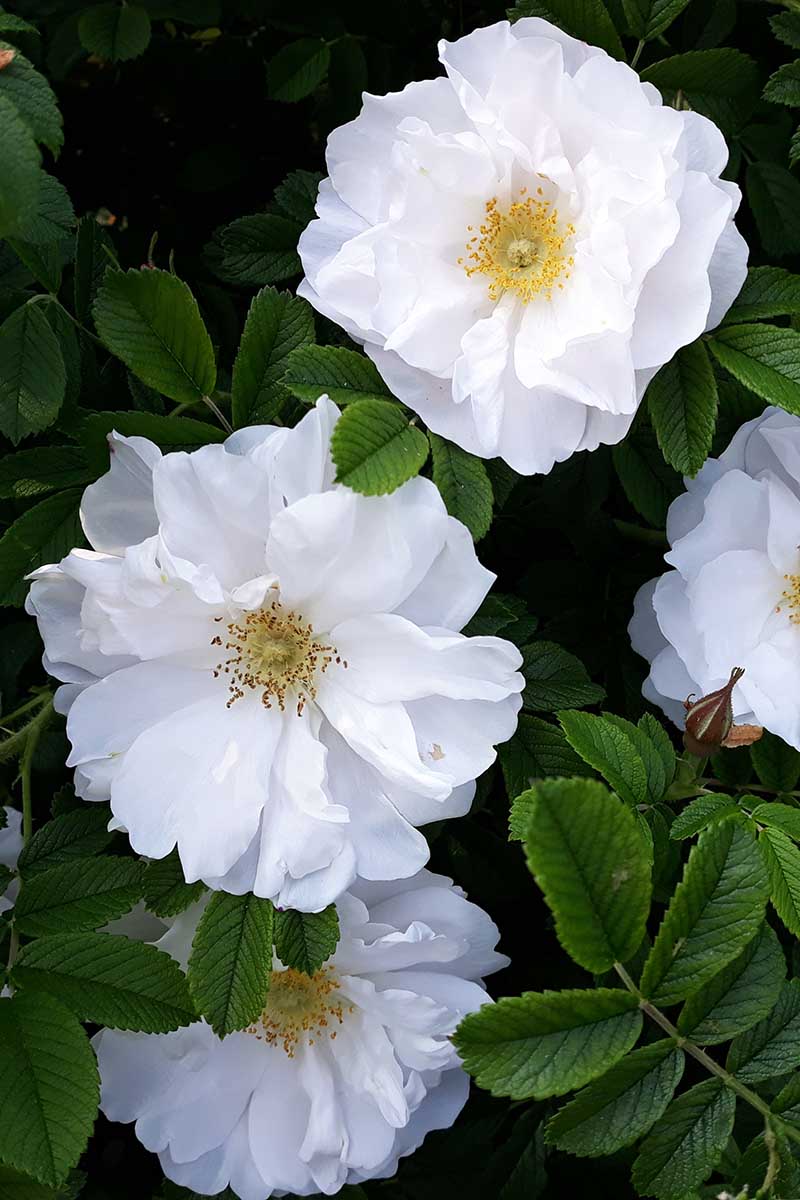 A vertical image of white rugosa roses growing in the garden pictured on a dark background.