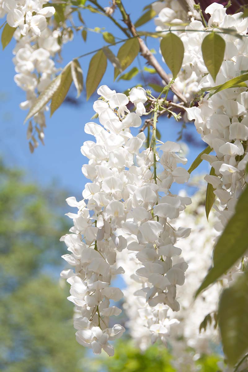A close up vertical image of white wisteria flowers pictured in bright sunshine on a blue sky background.