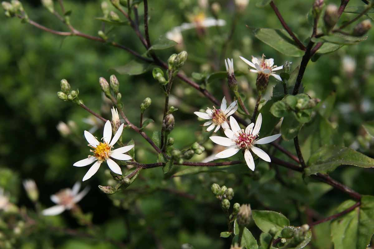 A close up horizontal image of white wood asters growing in the garden pictured on a soft focus background.