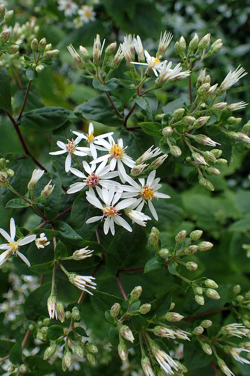 A close up vertical image of delicate white wood aster flowers growing in the garden.