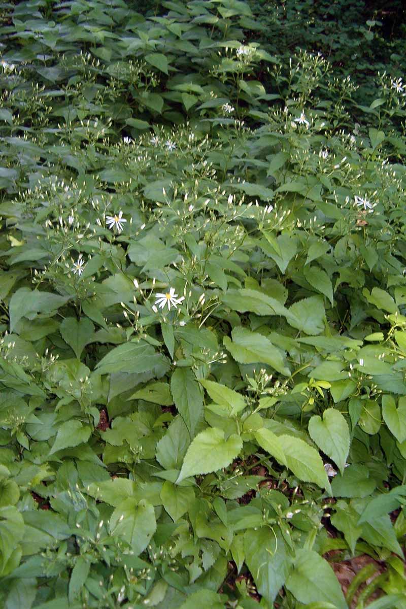 A close up vertical image of a clump of white wood asters growing wild in a forest.