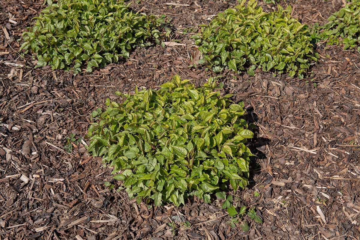 A close up horizontal image of clumps of spring foliage growth of white wood asters in the garden, surrounded by mulch.
