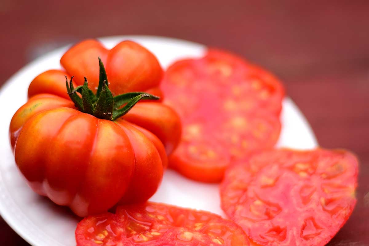 A close up horizontal image of a whole and sliced 'Costoluto Genovese' tomato on a white plate.