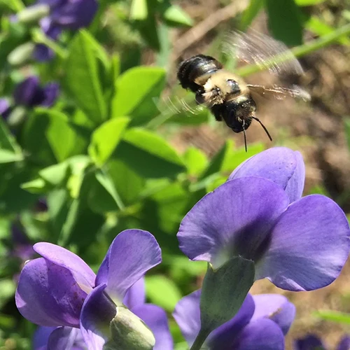 A close up square image of a bee feeding from wild false indigo flowers, pictured in bright sunshine.