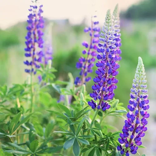 A square image of purple lupins growing in the garden pictured on a soft focus background.