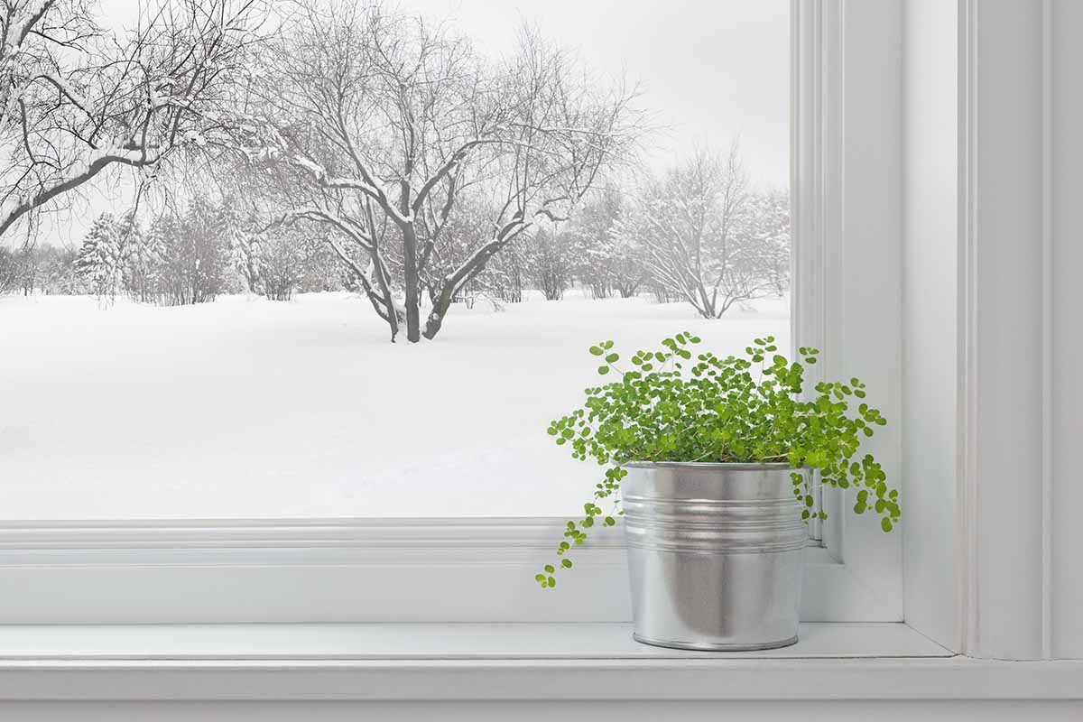 A horizontal image of a window with a pot on the windowsill and a snowy winter landscape outdoors.