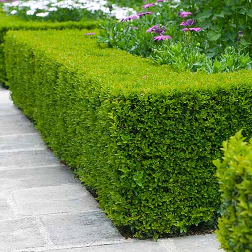 A close up square image of a Buxus microphylla var koreana 'Wintergreen' pruned into a hedge.