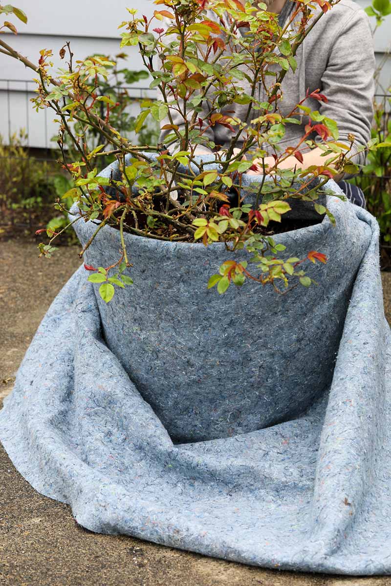 A close up vertical image of a gardener wrapping a blanket around a potted rose shrub to protect it from the cold.
