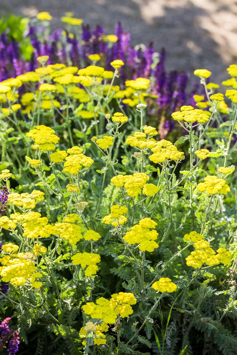 Yellow yarrow and purple salvia in bloom in the garden.