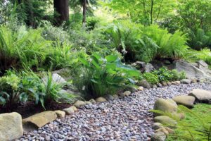 Green hostas and ferns growing along a pebble pathway lines with larger brown stones.