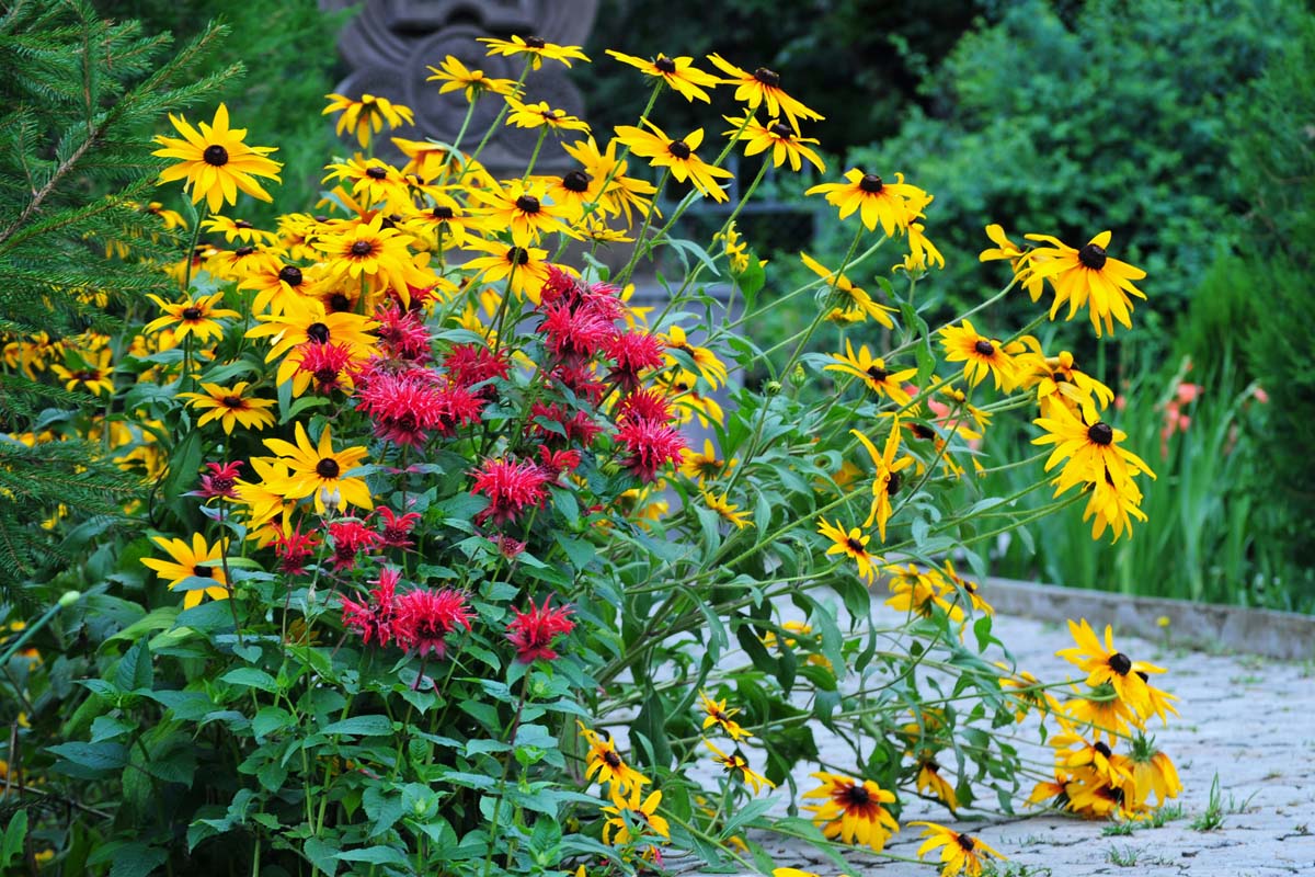 Yellow black-eyed Susans and red bee balm, with green foliage, growing along a pathway in the garden.