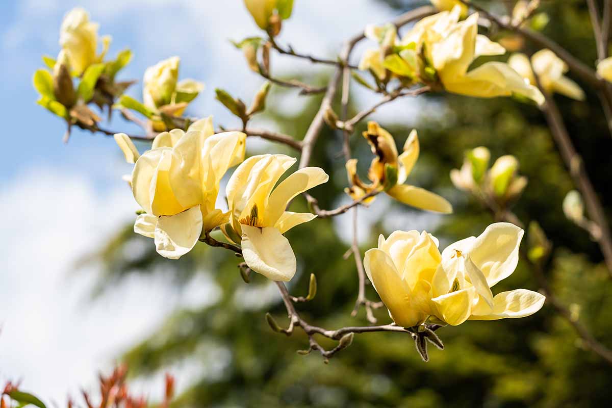 A close up horizontal image of a branch with yellow flowers of 'Yellow Bird' magnolia pictured on a soft focus background.