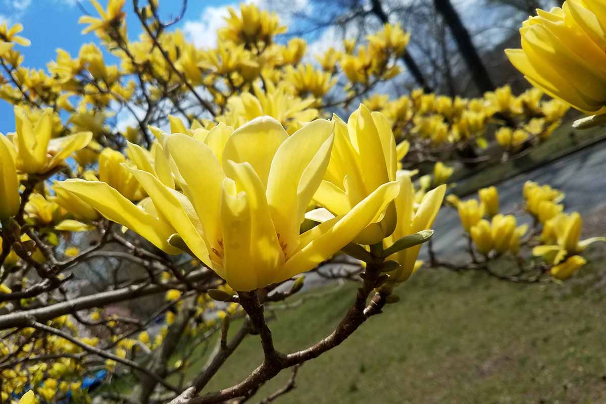 A horizontal image of yellow magnolia flowers pictured in bright sunshine in the spring garden.