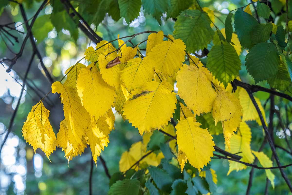 A horizontal image of yellow chlorotic leaves on an elm tree.