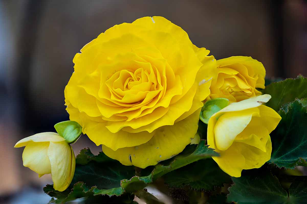 A close up horizontal image of yellow begonia flowers pictured on a soft focus background.