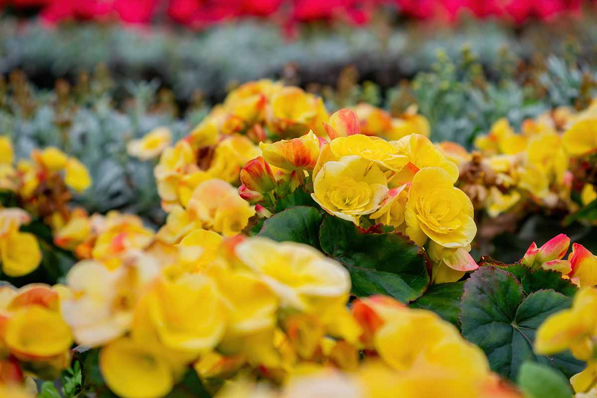 A close up horizontal image of yellow begonia flowers at a plant nursery.