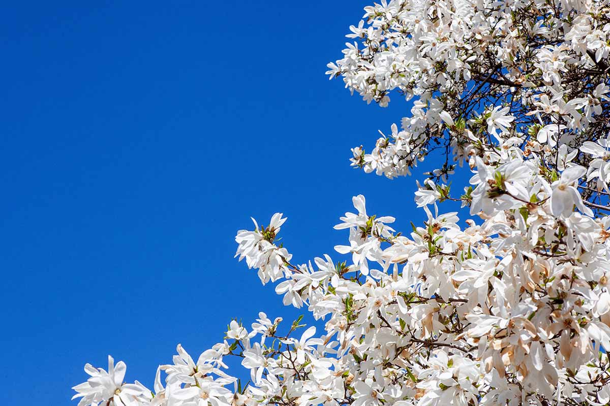 A horizontal image of white flowers pictured on a blue sky background.