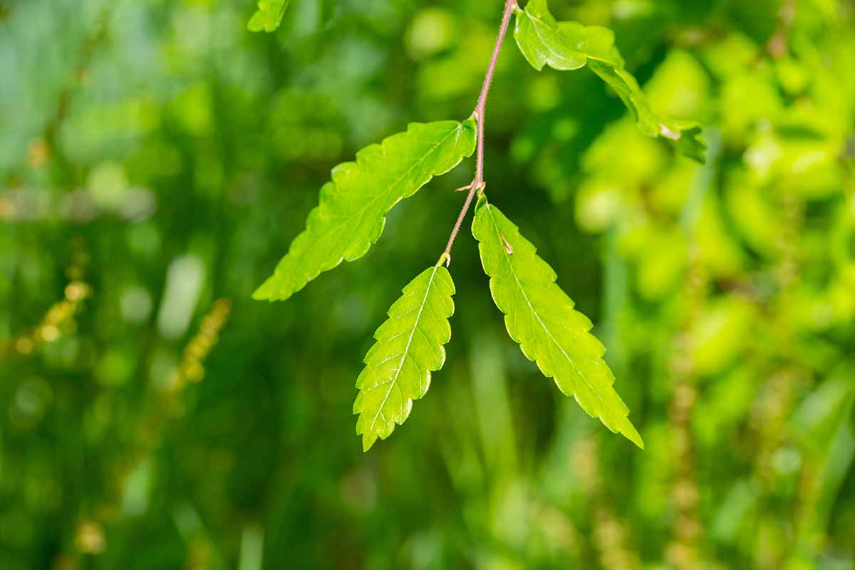 A close up horizontal image of the serrated foliage of the Japanese zelkova tree pictured in light sunshine on a soft focus background.