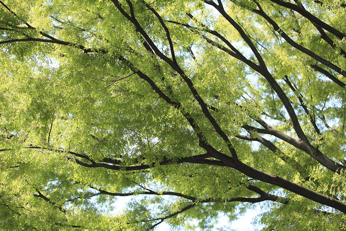 A close up horizontal image of the branches and foliage of a Zelkova serrata tree.