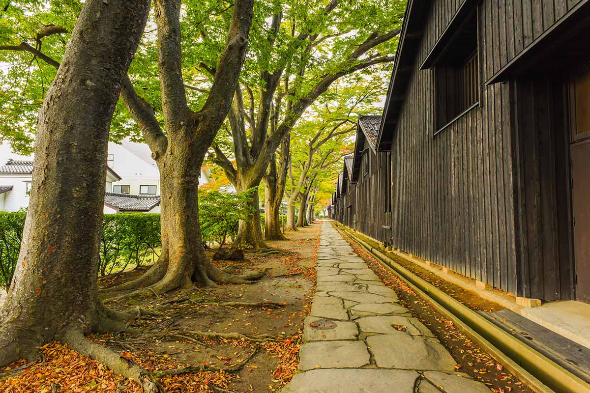 A horizontal image of a row of Zelkova serrata trees planted alongside a pathway running down the side of a building.
