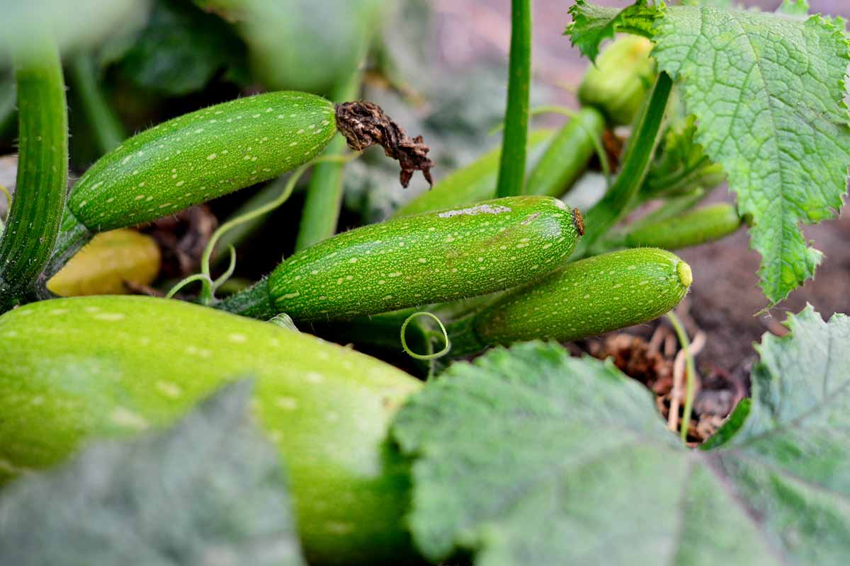 A close up horizontal image of zucchini growing in the home vegetable garden.