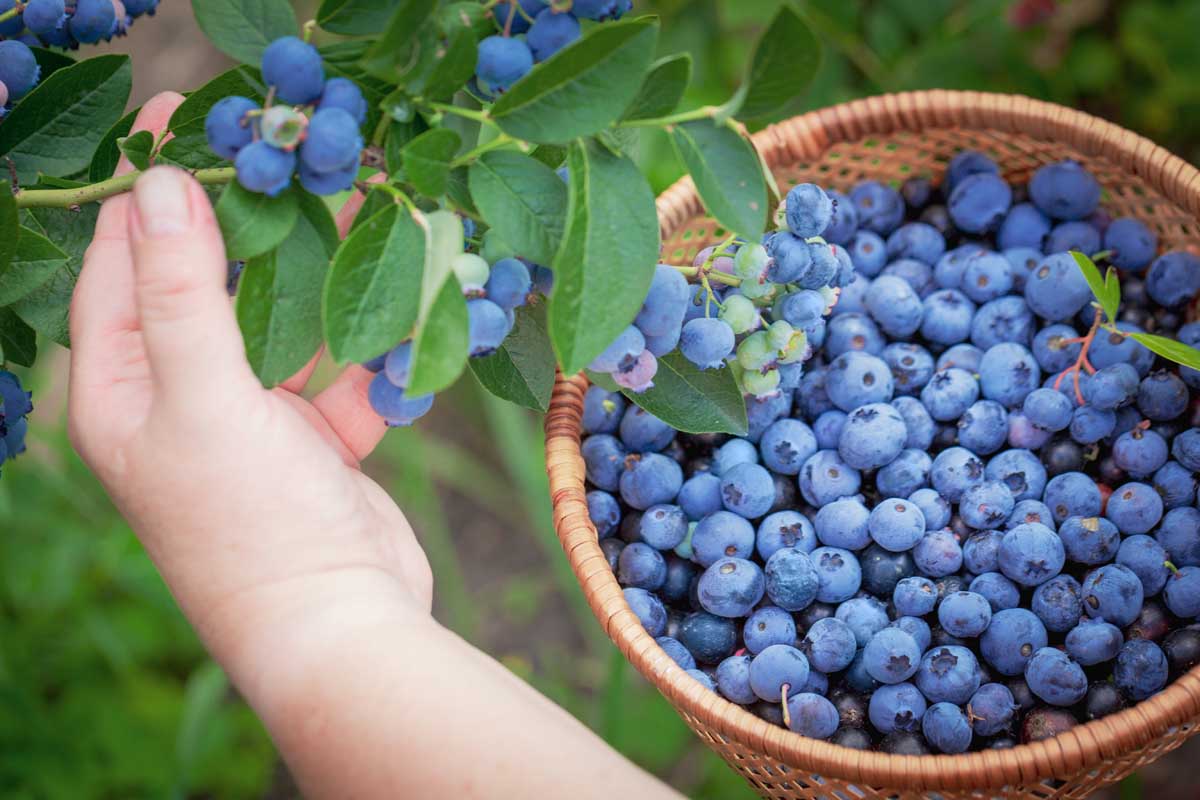 A woman's hands pick fresh blueberries off of branches and adds them to a wicker basket.