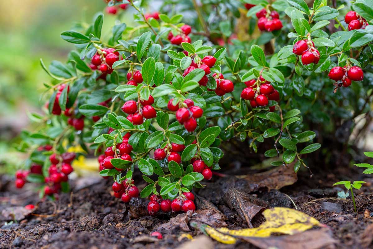A low bush cranberry plant with red berries.