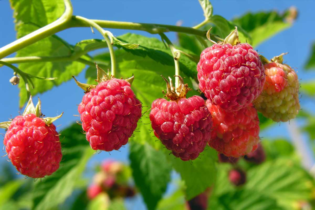 Close up of ripe raspberries attached to their canes.