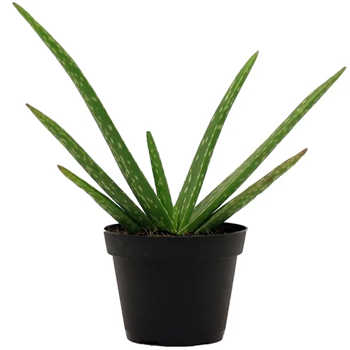 A close up square image of an aloe vera plant growing in a small black pot isolated on a white background.