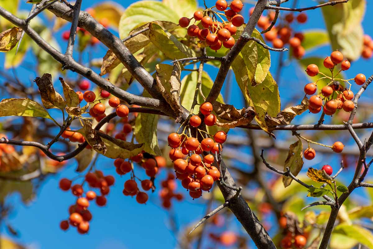 A horizontal image of the orange berries of an American bittersweet vine, pictured in bright sunshine on a blue sky background.