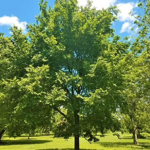 A square image of an American elm tree growing in a park pictured in bright sunshine on a blue sky background.
