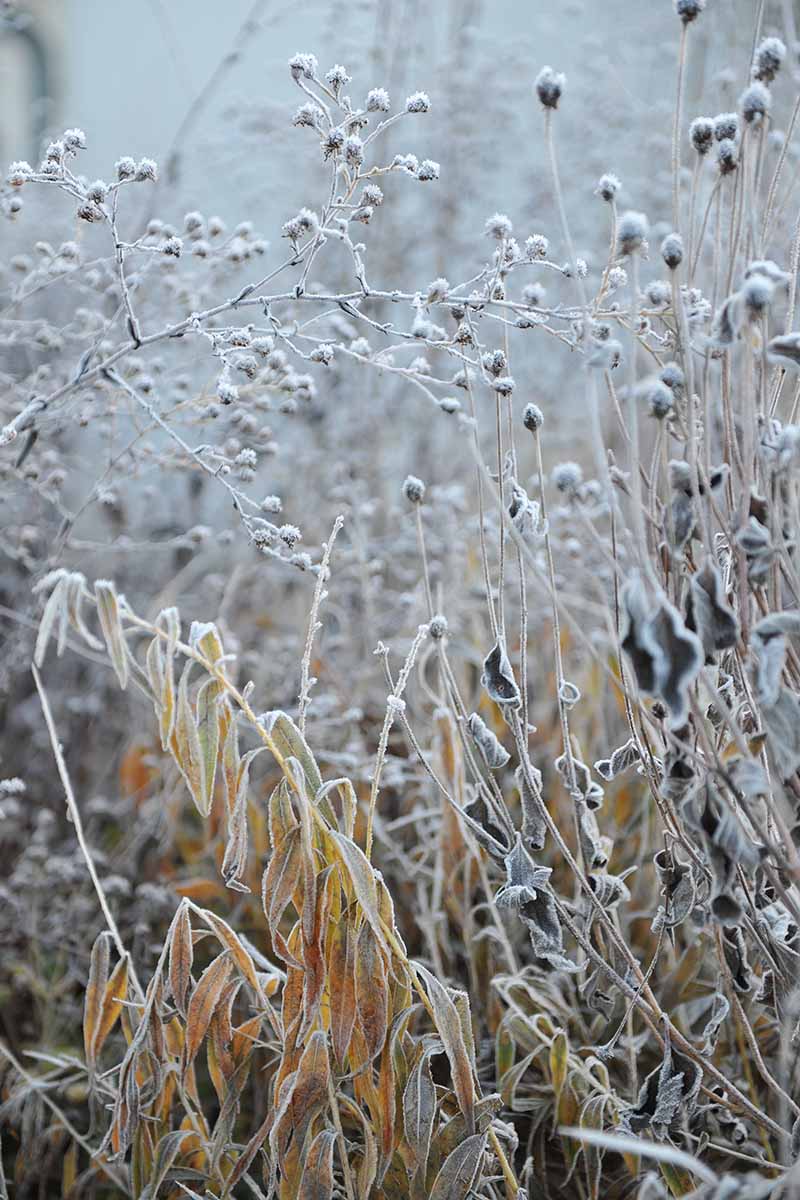 A close up vertical image of Eastern blue star (amsonia) covered in hoarfrost in the winter garden.