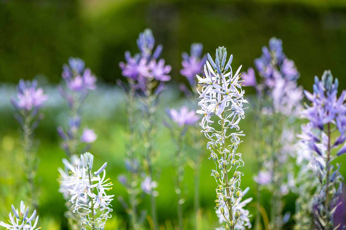 A horizontal image of the star-shaped flowers of Eastern blue star aka amsonia growing in a meadow.