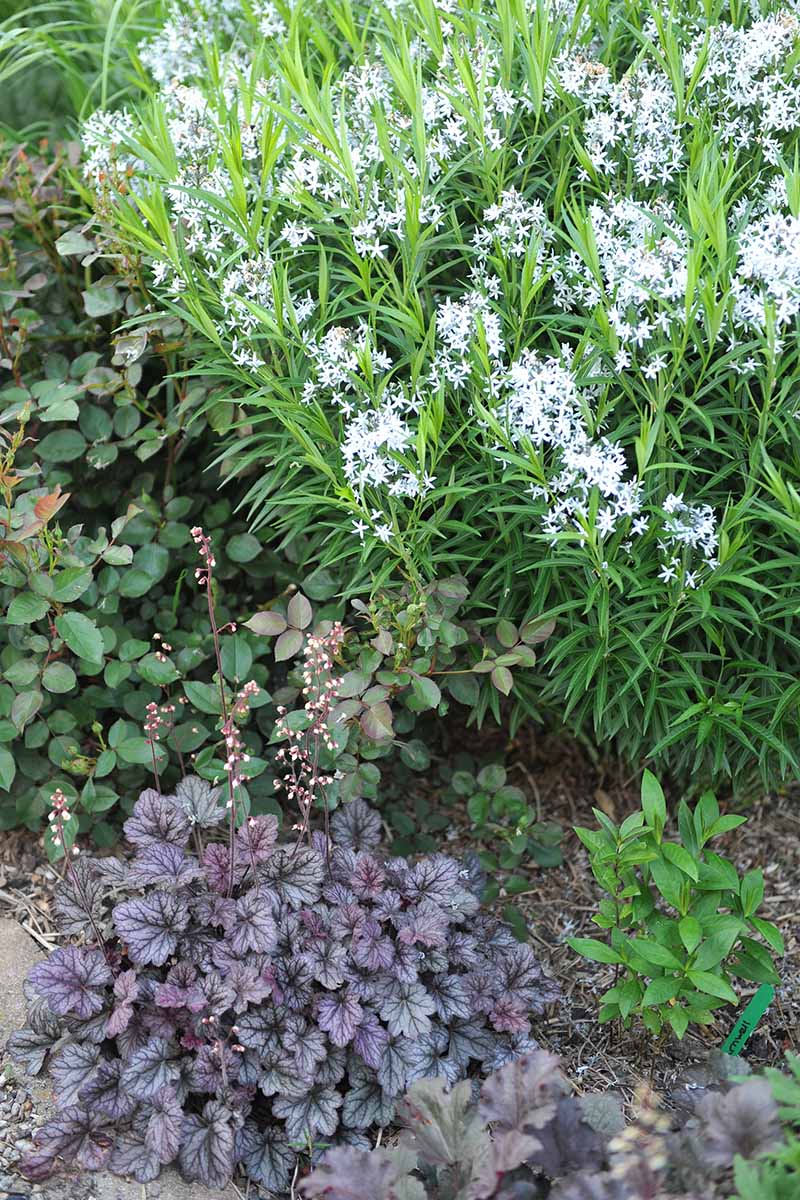 A close up vertical image of amsonia growing in a mixed perennial border with heuchera and rose bushes.