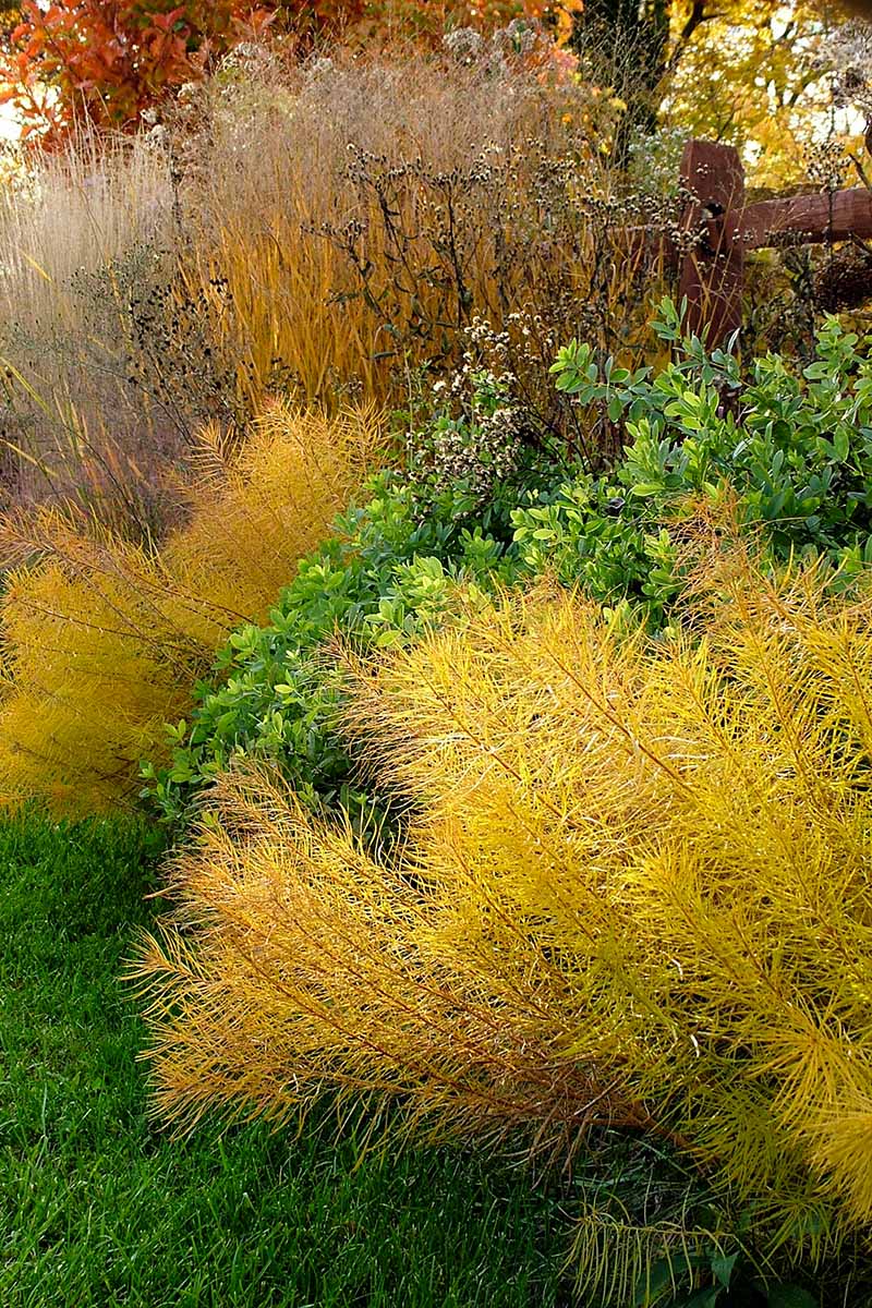 A close up vertical image of the bright yellow fall colors of amsonia growing in a garden border.