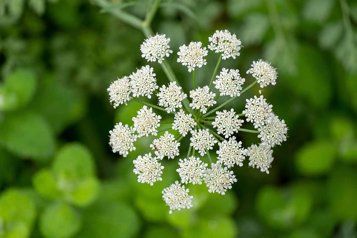 A close up horizontal image of the white flowers of Pimpinella anisum growing in the garden pictured on a soft focus background.