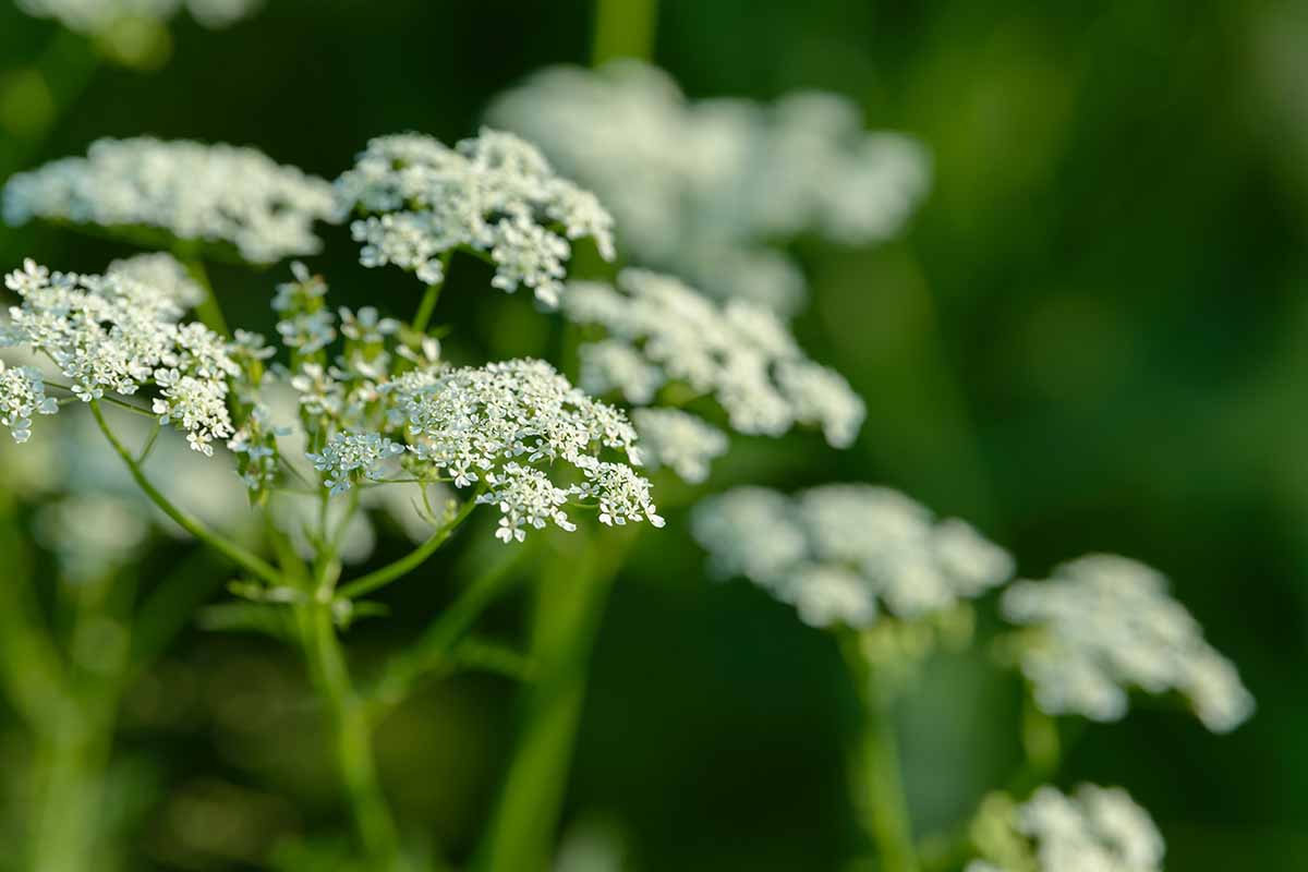 A horizontal closeup image of white Pimpinella anisum flowers in an outdoor landscape.