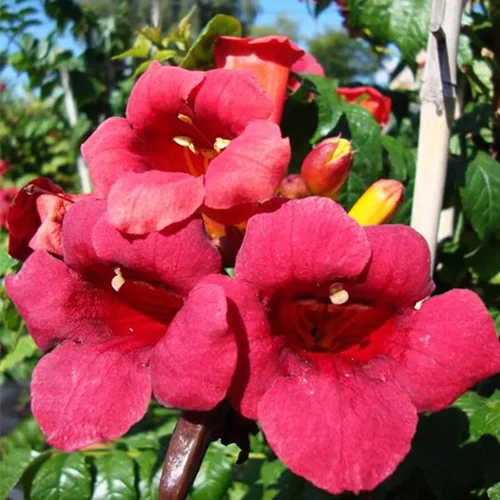 A square image of the flowers of 'Atomic Red' trumpet vine growing in the garden.