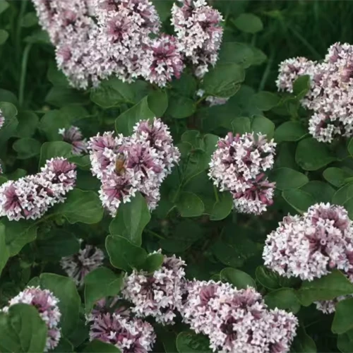 A square image of 'Baby Kim' lilac flowers with foliage in soft focus in the background.