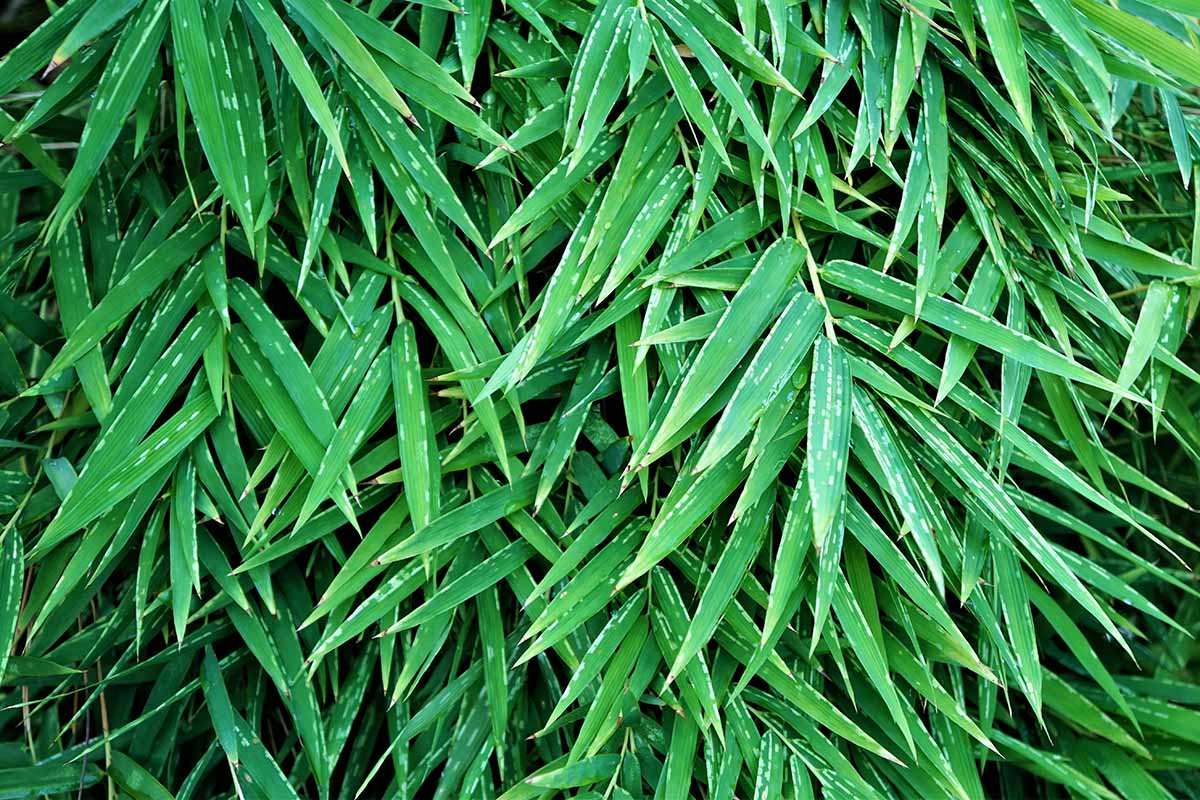 A close up horizontal image of bamboo foliage damaged by insects, showing stippling on the leaves.