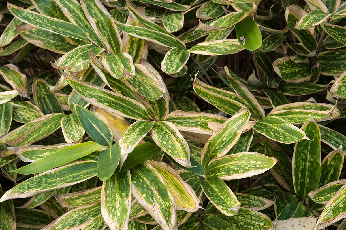 A close up horizontal image of bamboo leaves damaged extensively by spider mites.