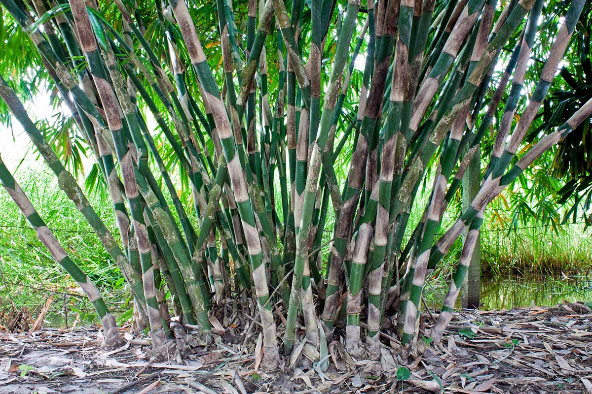 A close up horizontal image of a large clump of bamboo growing in the garden.