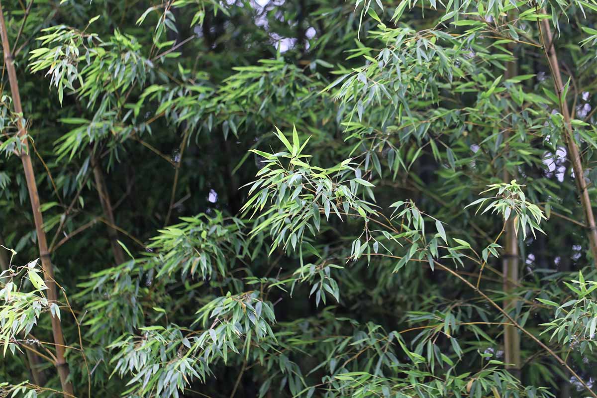 A close up horizontal image of mosu bamboo growing in the garden.
