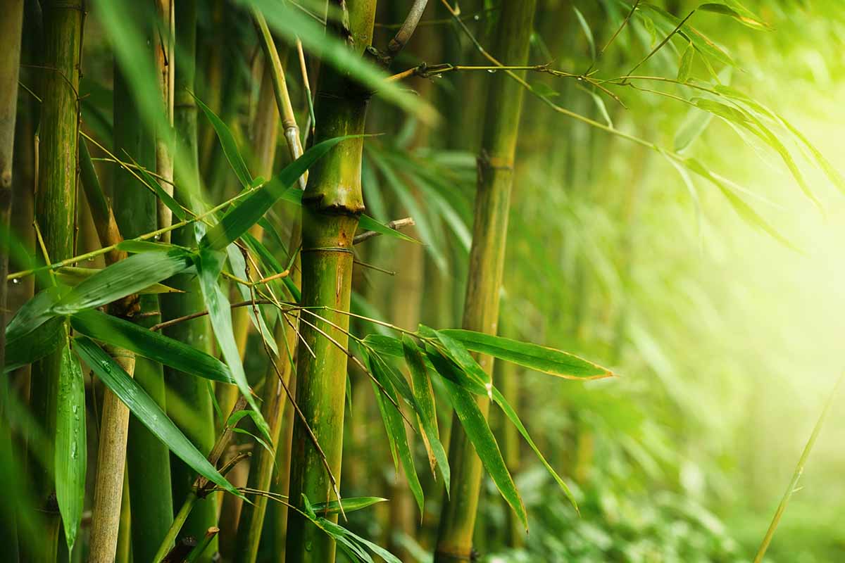 A close up horizontal image of the stems and foliage of bamboo pictured in light evening sunshine.